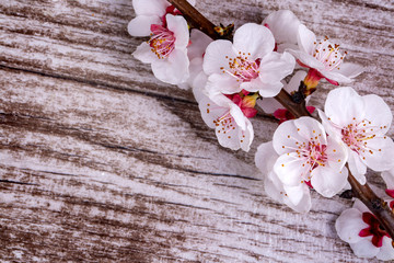 Apricot tree flower on the wooden background