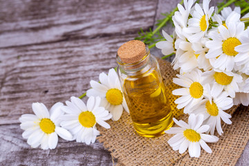 Essential oil in glass bottle with fresh chamomile flowers, beauty treatment.
