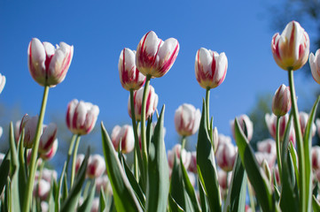 tulips on blue sky background