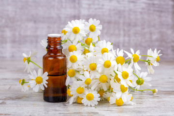 Essential oil in glass bottle with fresh chamomile flowers, beauty treatment.
