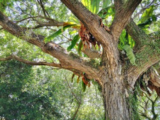 Fototapeta na wymiar Closeup with the branches tree. 