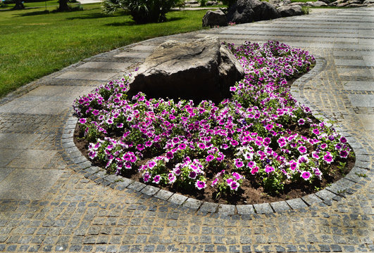 Pink and white petunias on an oval flower bed together with a stone, bright midday light illuminates the path of stone tiles