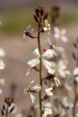 Arugula flower. Eruca lativa plant. Rucola blossom. Farmland arugula.