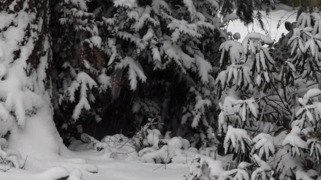 snow falling on pacific northwest bushes in forest