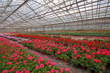 Geranium flowers in garden, greenhouse. Colorful flowers.