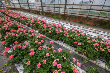 Geranium flowers in garden, greenhouse. Colorful flowers.