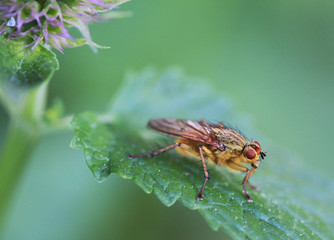 Yellow dung fly on giant hyssop