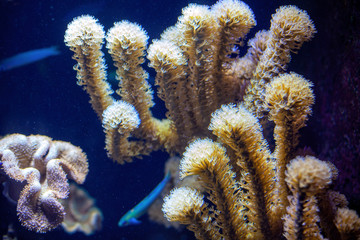 Naklejka na ściany i meble Underwater background of blue sea and plants 