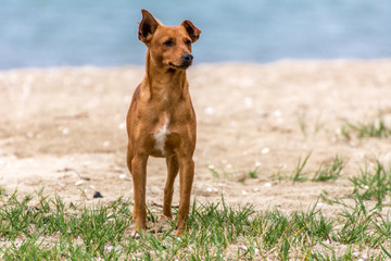 Brown yellow dog standing on the beach.