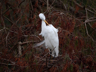Great egret on a cypress tree in Baton Rouge, Louisiana.