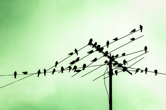 Silhouettes of a birds