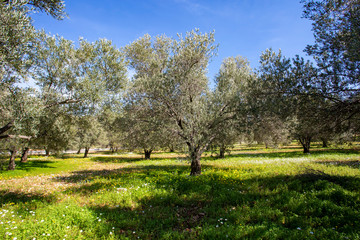 Fototapeta premium Green olive tree. Urla / Izmir / Turkey. Agriculture concept photo.