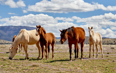 Fototapeta na wymiar Wild Horses in a Field