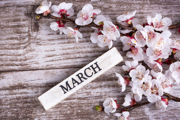 Apricot tree blossom and march write on the wooden background
