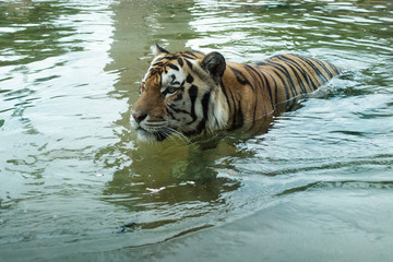 Fototapeta na wymiar Mike VII, a Bengal tiger shown here in its habitat, is the official (live) mascot of Louisiana State University (LSU), Baton Rouge, Louisiana, USA.