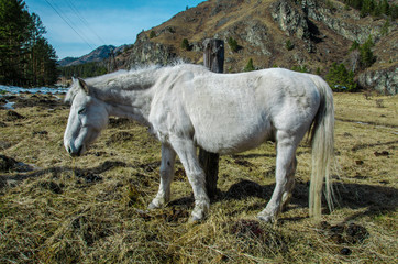 horses grazing in a meadow in the Altai mountains