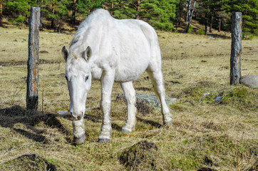 Obraz premium horses grazing in a meadow in the Altai mountains