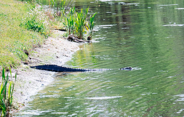 Alligator is taking sun bath	
