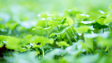 Water drop on the Centella plant in the garden. - obrazy, fototapety, plakaty