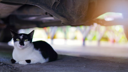 Black and white cat lying under the car.