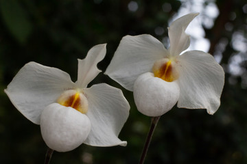 Naklejka na ściany i meble exotic collection of orchids