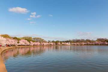 Fototapeta na wymiar Blossoming cherry trees around Tidal Basin reservoir. Panorama in spring during the National Cherry Blossom Festival in Washington DC, USA.