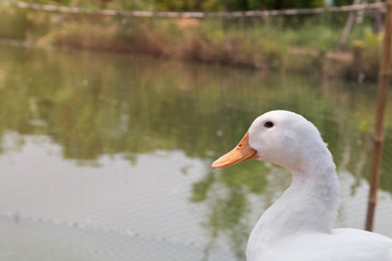 Fototapeta premium Duck stand near the pond.