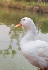 Duck stand near the pond.