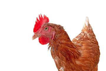 Head of hen look something.