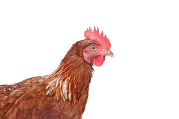 Head of hen look something.