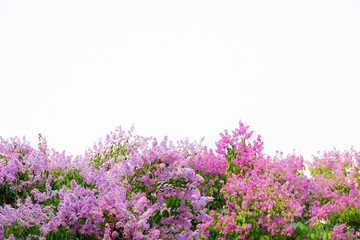 Inthanin pink flowers on a white background
