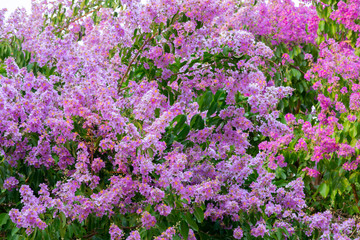 Obraz premium Inthanin pink flowers on a white background