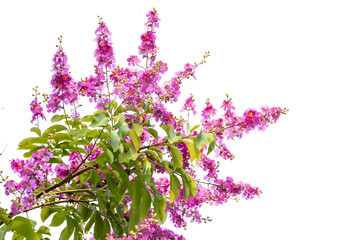 Inthanin pink flowers on a white background
