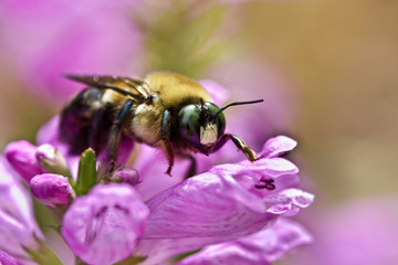 Eastern Carpenter Bee (Xylocopa virginica)