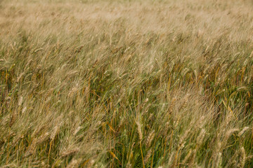 field of wheat