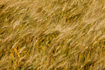 field of wheat