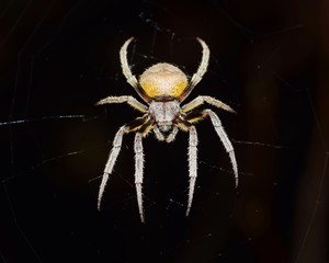 Orb Weaver spider in its web at night with a black background.