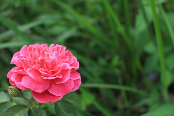 Pinky Bloom