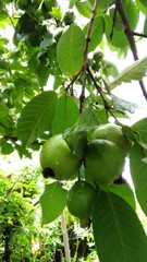 バンシルー　グァバ　沖縄　庭　南国　甘い　　