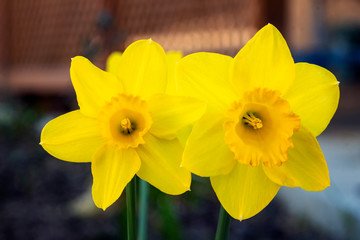 Daffodils 3