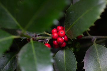 Holly leaves and berries