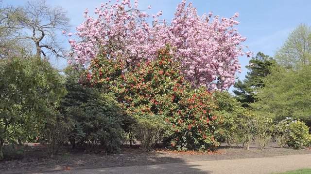 A view of bushes and pink blossoming trees in spring time.