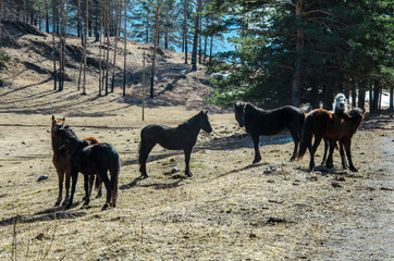 nature of the Altai mountains in Chemal district