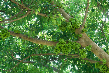 Fototapeta premium Fruiting fig tree in nature, Cluster fig tree, thailand fig tree or fig,figs fruit tree