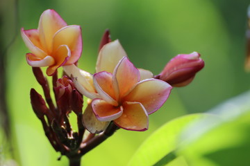 flower on green background