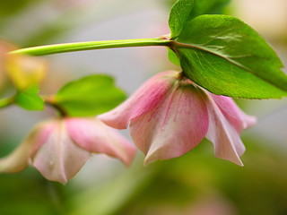 クリスマスロ-ズの花