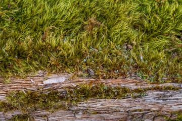 Moss growing on wood