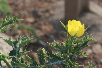 ranunculus yellow flower
