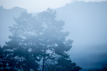 Fototapeta na wymiar Cool mist mountain forest mysterious woods landscape fog dark in winter.
