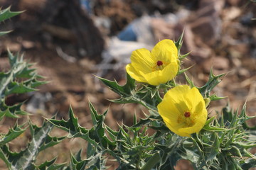 ranunculus yellow flower